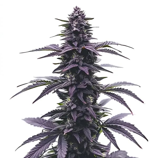 Key Lime Jack Seeds