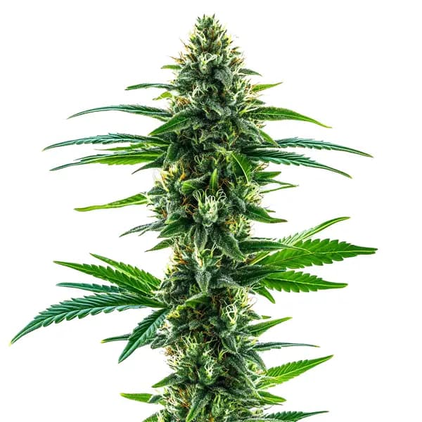 Khalifa Kush Seeds