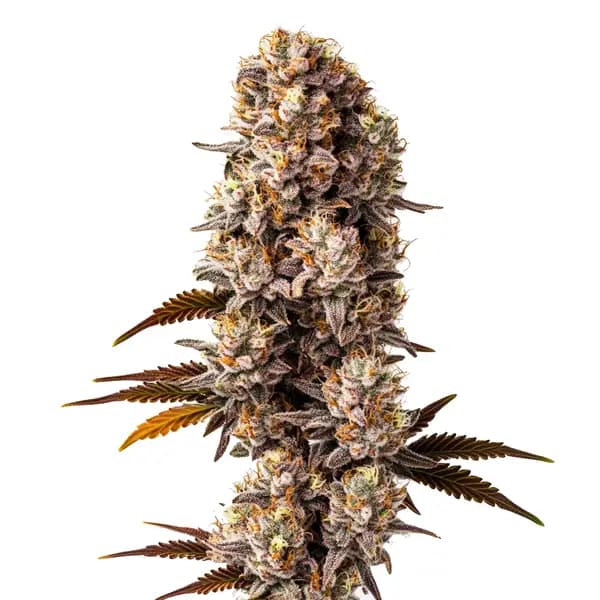 Killer Seeds