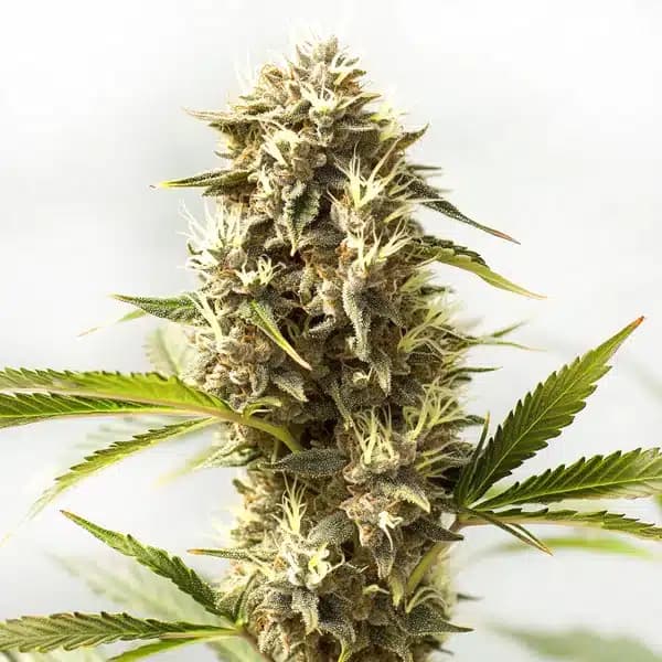 Kosher Kush x Tangerine Seeds