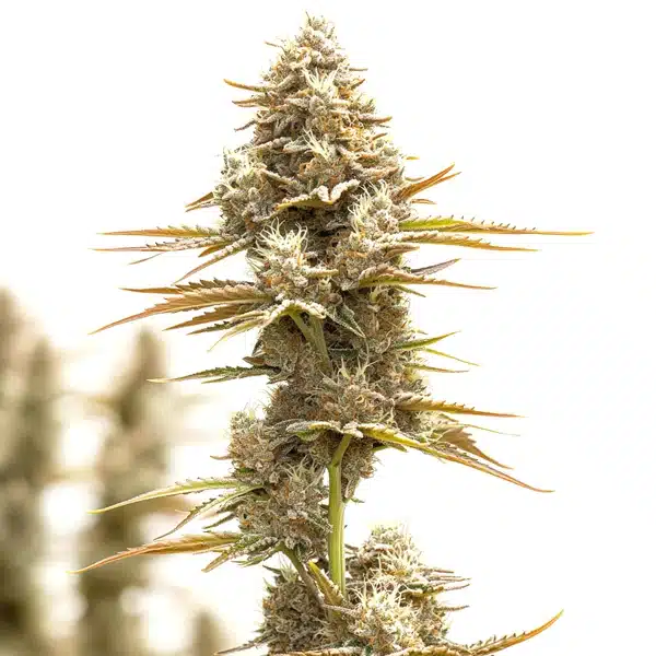 Kosher Kush x Tangie Regular Seeds