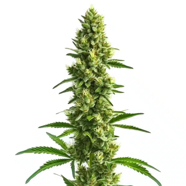 Kosher Kush Seeds