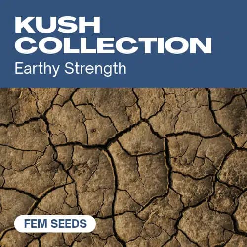 Kush Collection Seeds