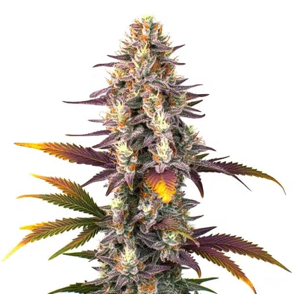 Kush Mints Regular Seeds