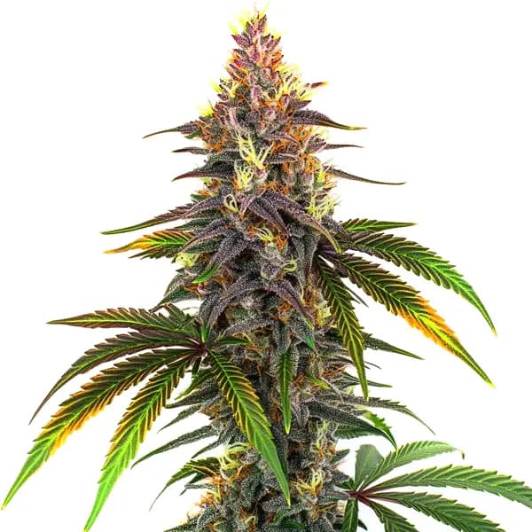 Kush Mints Seeds