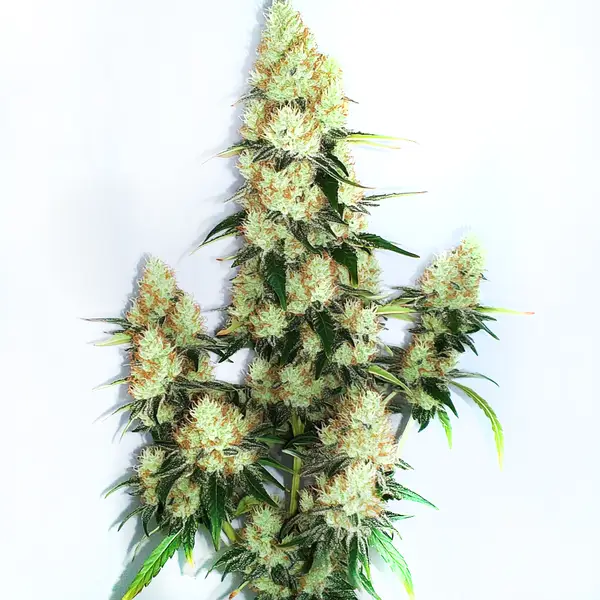 Kush XL Auto Seeds