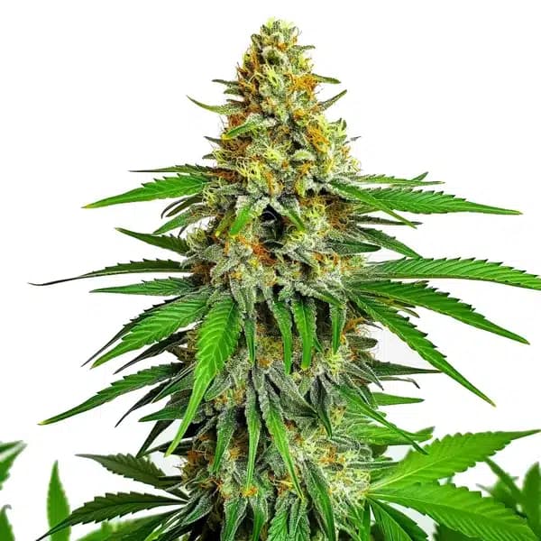 Kyle’s Cherry AK 47 Seeds