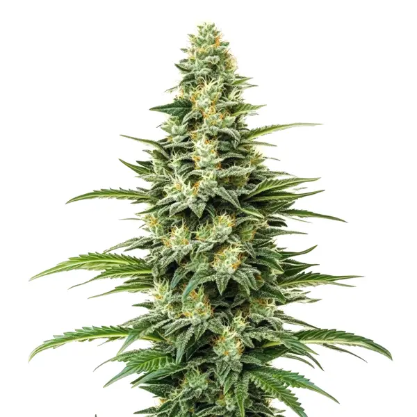 Kyle’s Skywalker OG Seeds