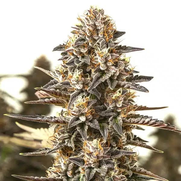 L.A. Confidential x Afghan Kush Seeds