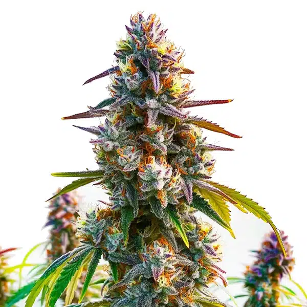 LA Confidential Seeds