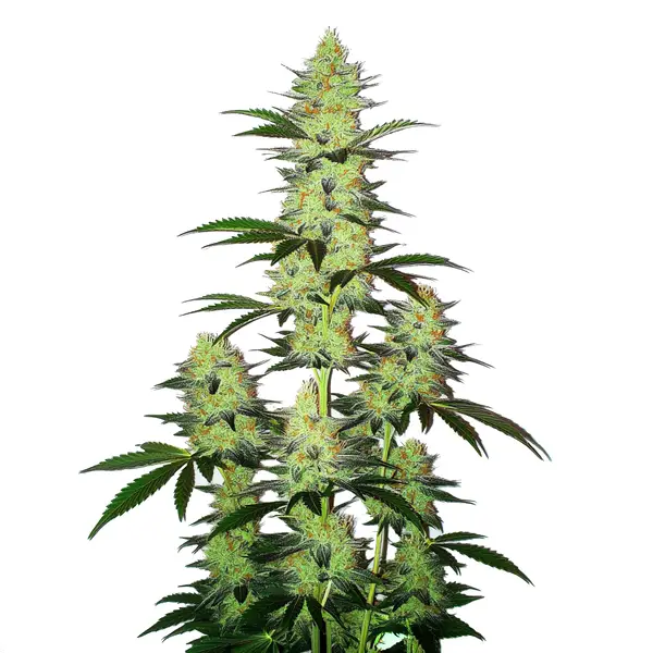 LA Confidential Autoflower Seeds