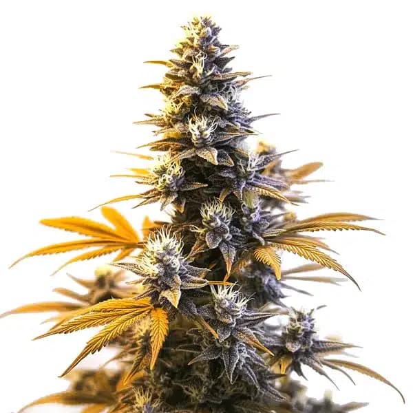 Larry OG Seeds