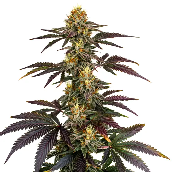 Lava Cake Seeds