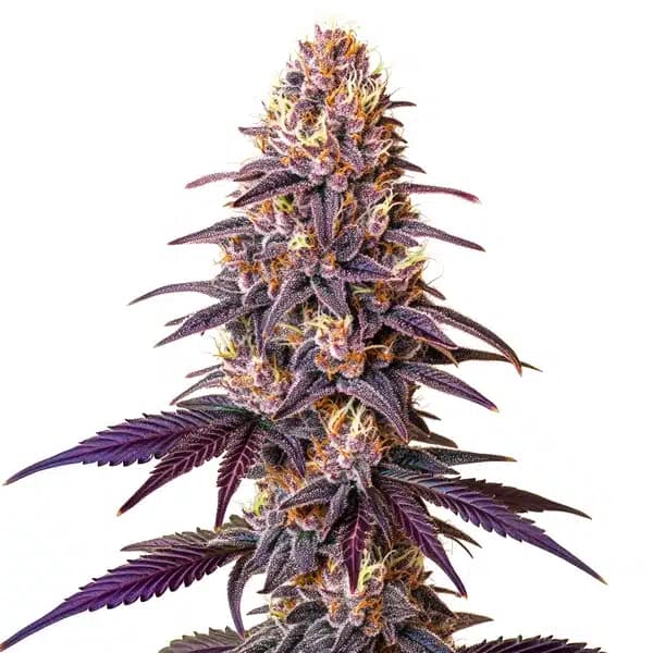 Lavender Seeds
