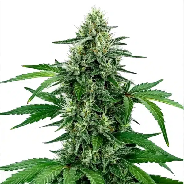 Legend OG Seeds