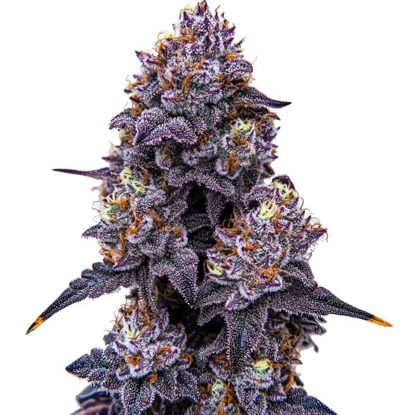 Lemon Cherry Runtz Seeds