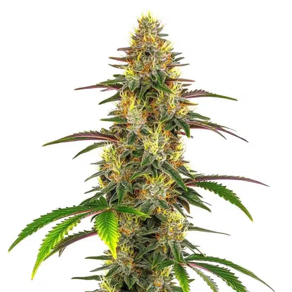 Lemon Garlic OG Seeds