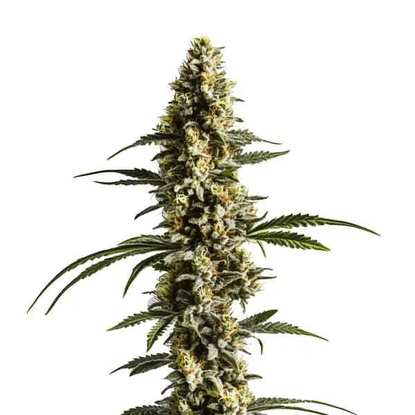 Lemon Haze Autoflower F1 Seeds