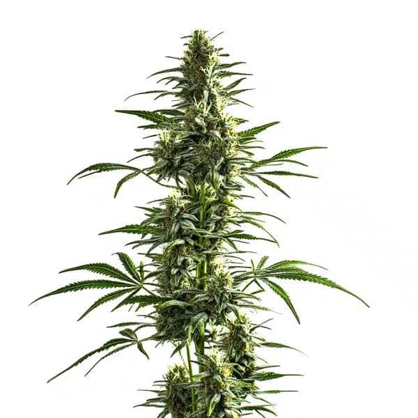 Lemon Haze Diesel Seeds