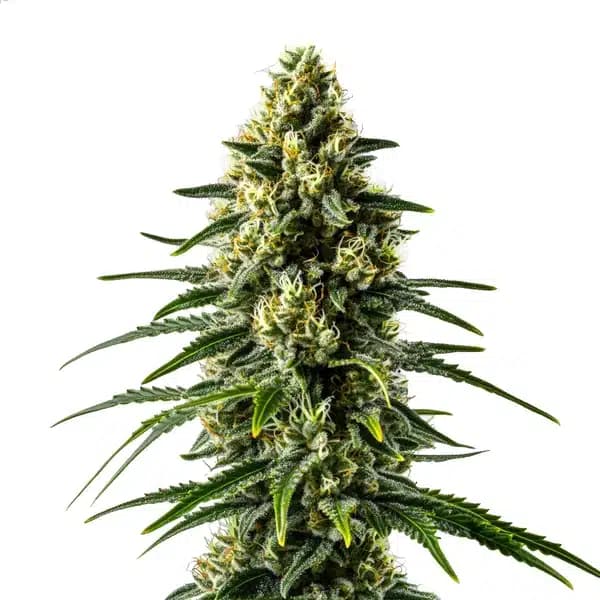 Lemon Haze Fast Version Seeds