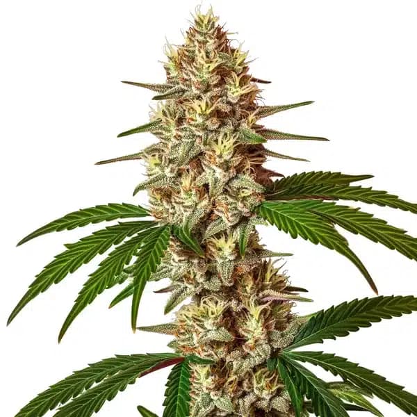 Lemon Jack Autoflower Seeds