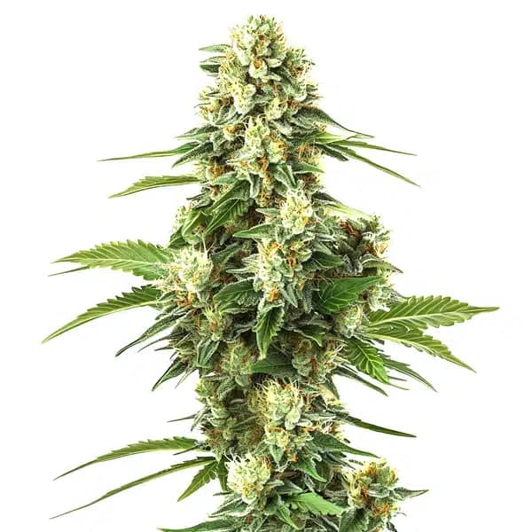 Lemon Kush F1 Seeds