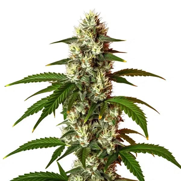 Lemon OG Fast Version Seeds