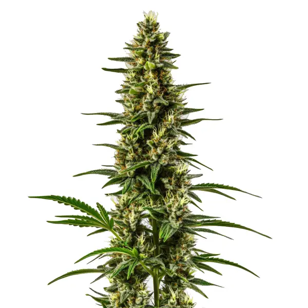 Lemon OG Seeds
