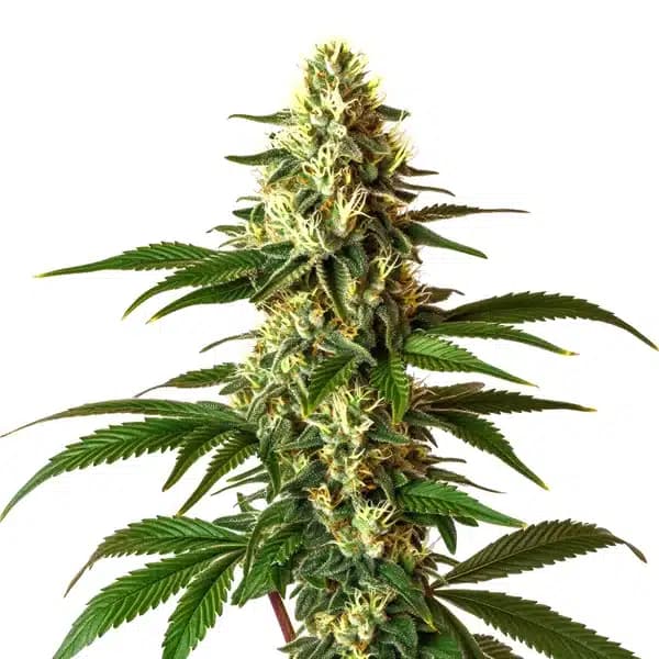 Lemon Pie Regular Seeds