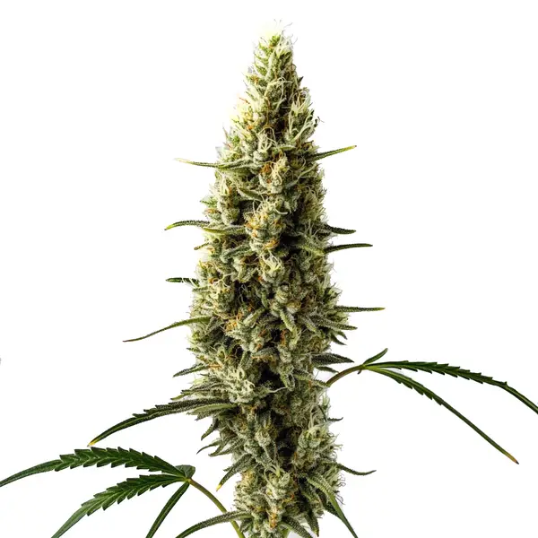 Lemon Skunk Autoflower Seeds
