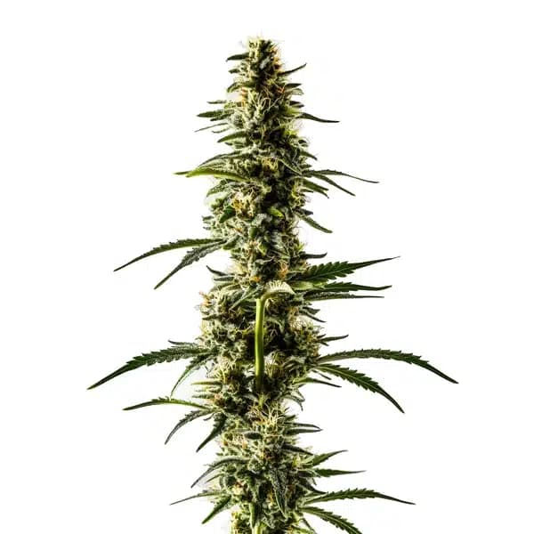 Lemon Skunk Seeds