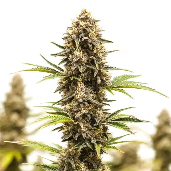 Lemon Star Seeds