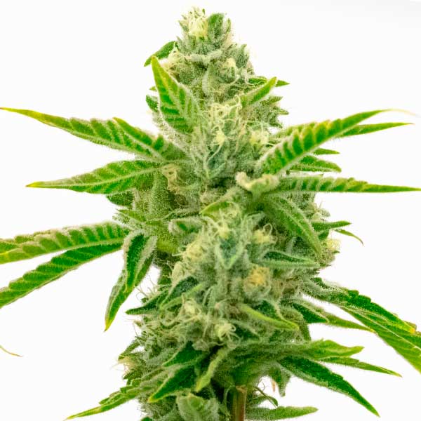 Lemon Tree x Channel Kush Seeds