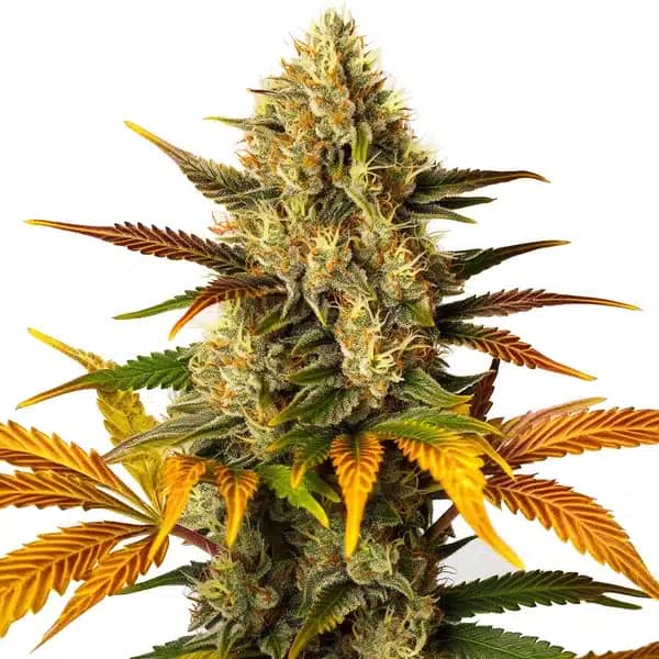 Lemon Tree x Z OG Seeds