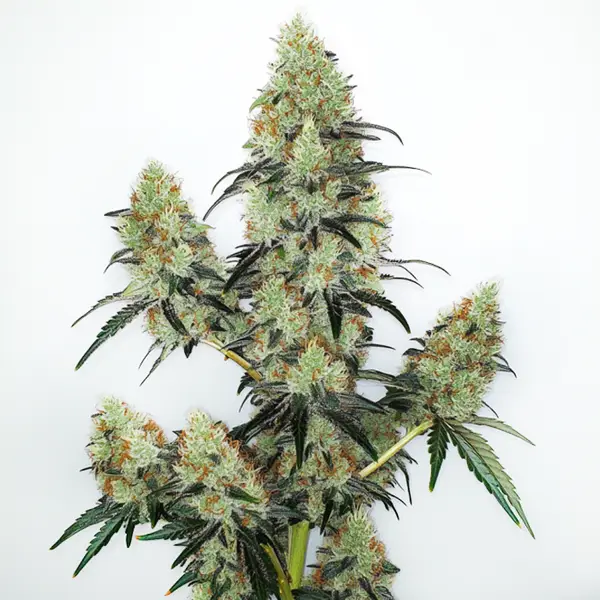Lemon Z OG Auto Seeds