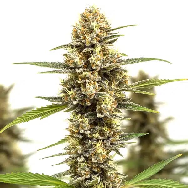 Lemonaid OG Seeds