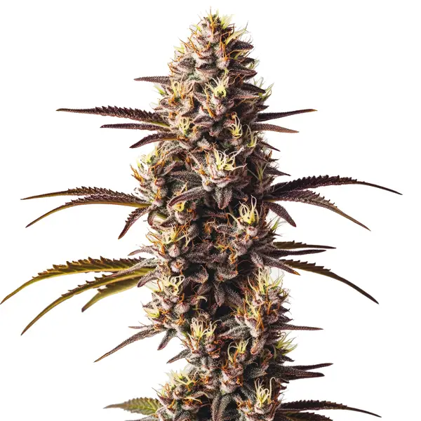 London Pound Cake Seeds