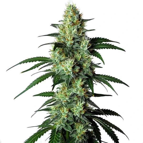Louis XIII Seeds