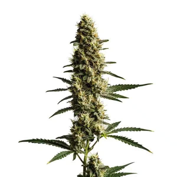 Love Potion Auto Seeds