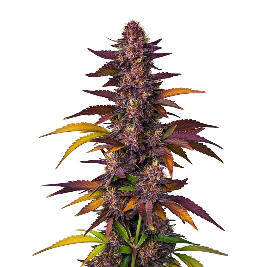LSD Auto Seeds