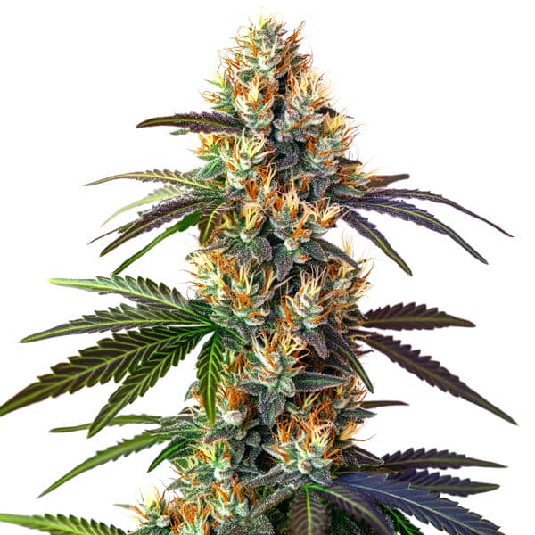LSD Seeds