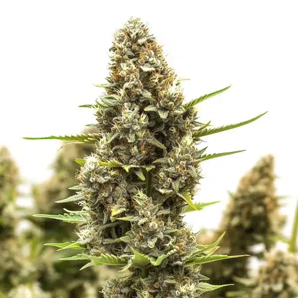 M8 Seeds