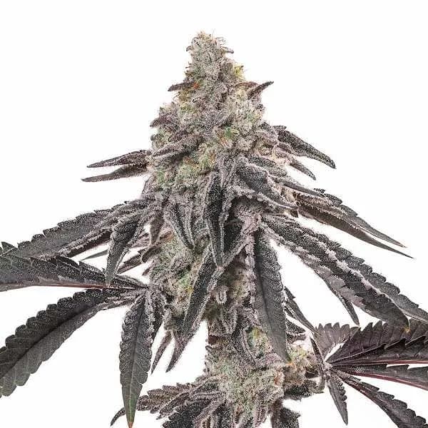 MAC Seeds