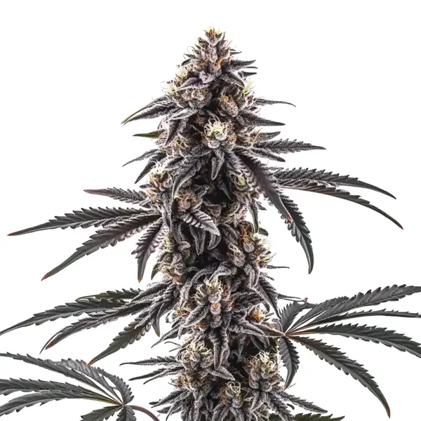 MAC1 Regular Seeds