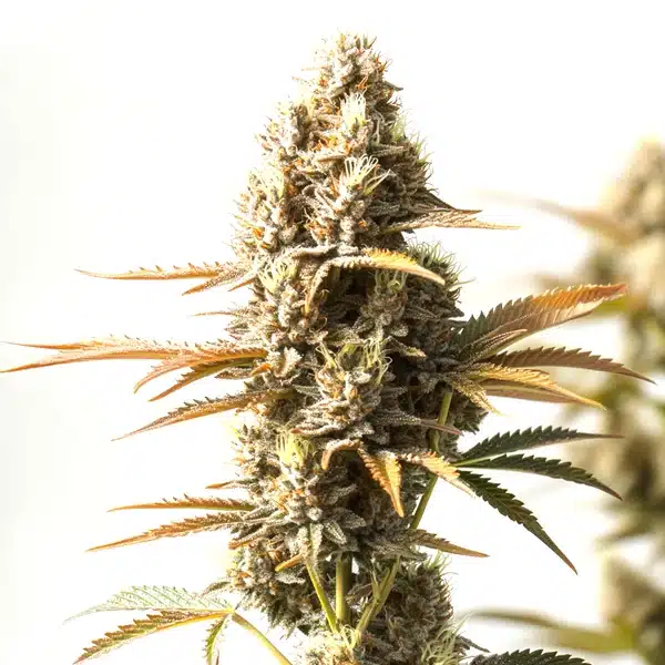 Magnum Autoflower Seeds