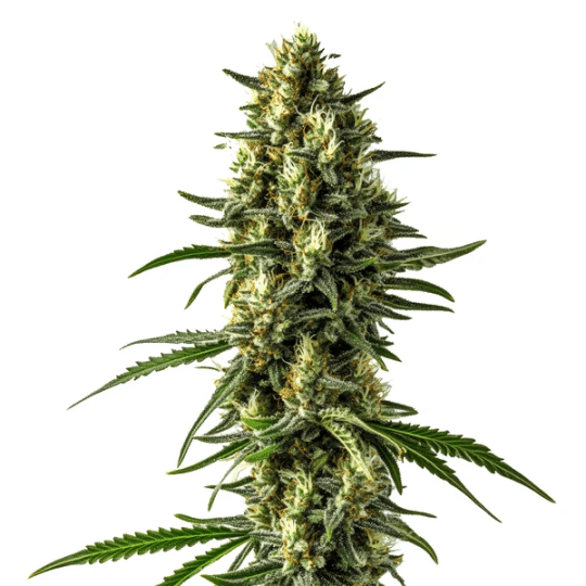 Mamba Negra CBD Auto Seeds