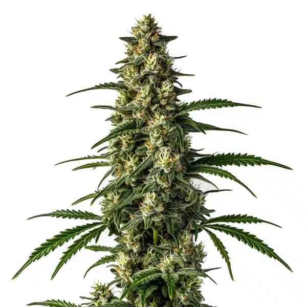 Mamba Negra FBV Seeds