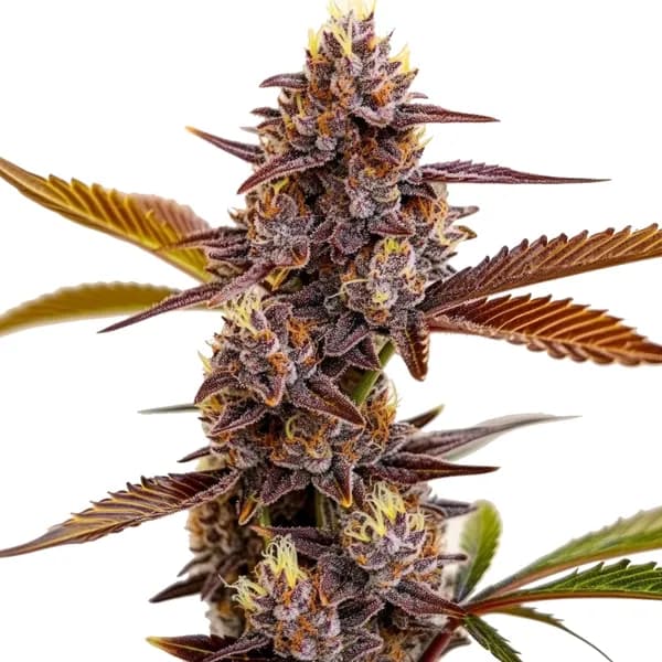 Mandarin Cookies Seeds