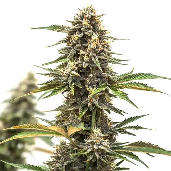 Mandarine Auto Seeds