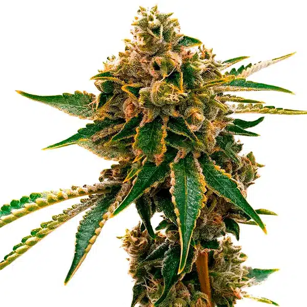 Mango Kush Seeds